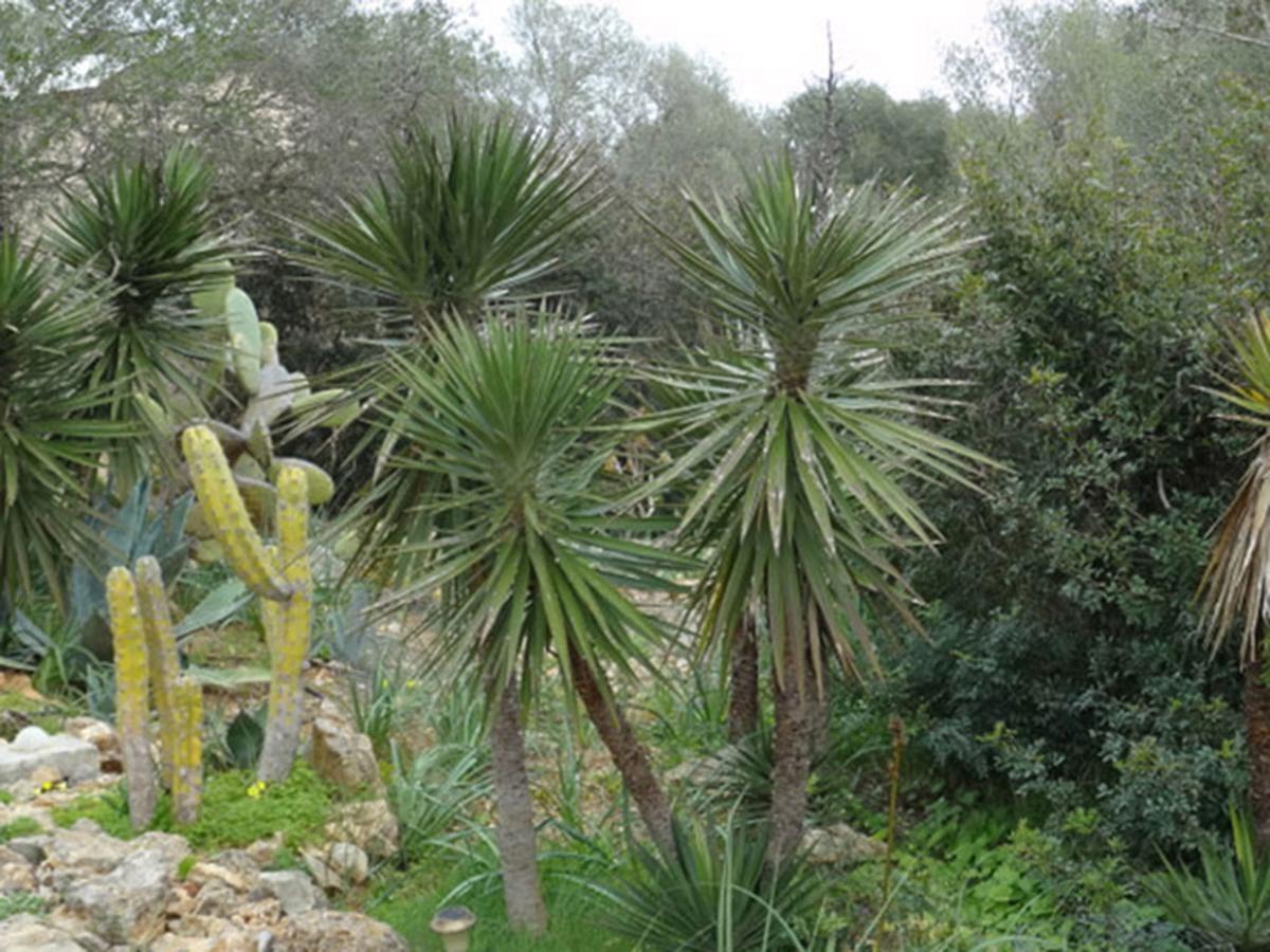 Holiday home Ferienfinca Gekko Mallorca Santanyi