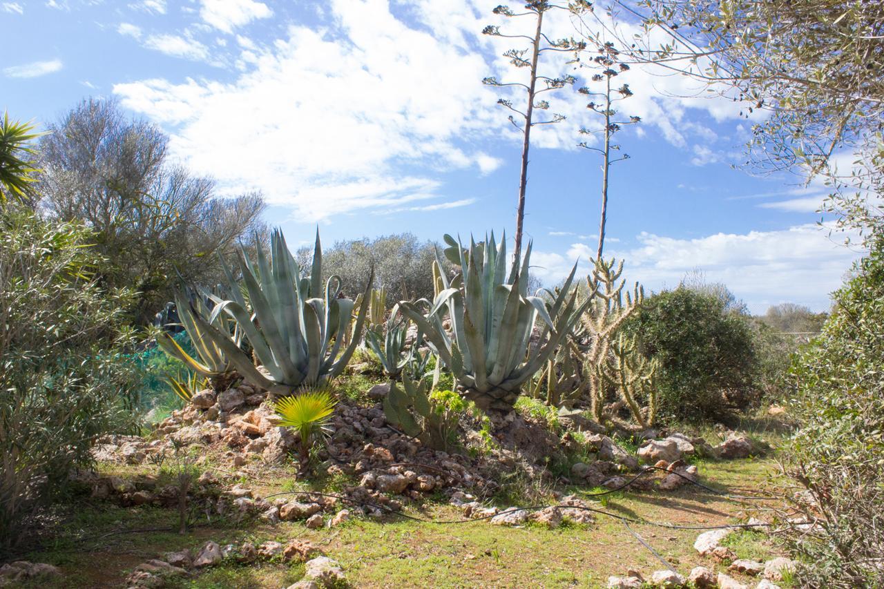 Ferienfinca Gekko Mallorca Santanyi